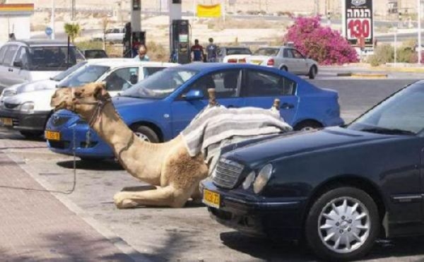 Don't Mess With The Camel!