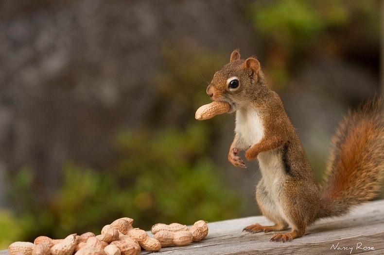 Nancy Rose's Adorable Squirrels