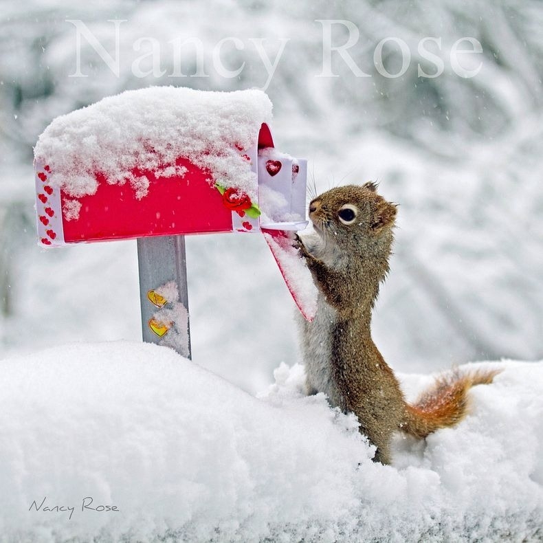 Nancy Rose's Adorable Squirrels