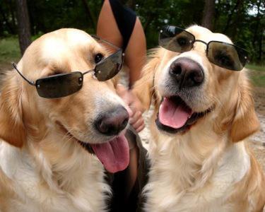 Coolest Dogs in The Hood