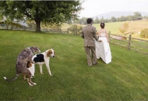 Funny and bizarre wedding photos