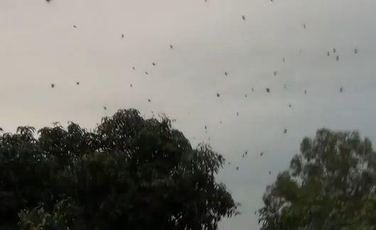 The Only Reason I Don't Wanna Go to Brazil, Freaking Spiders!