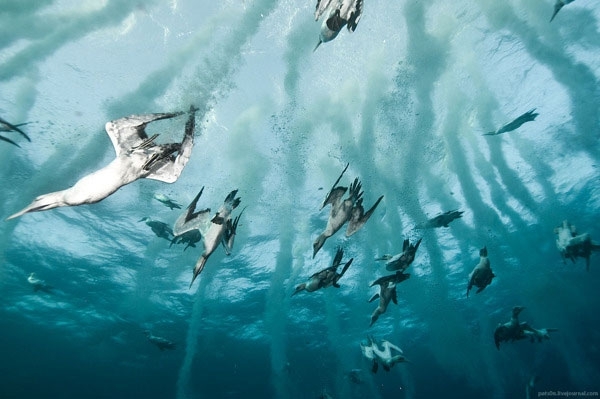 How Diving Seabirds Hunt Fish