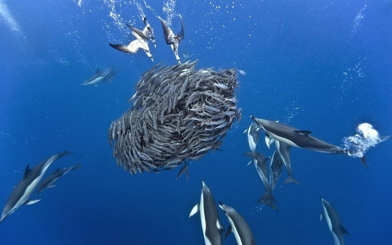 Incredible Photos of Sharks and Dolphins Preying on Mackerel 
