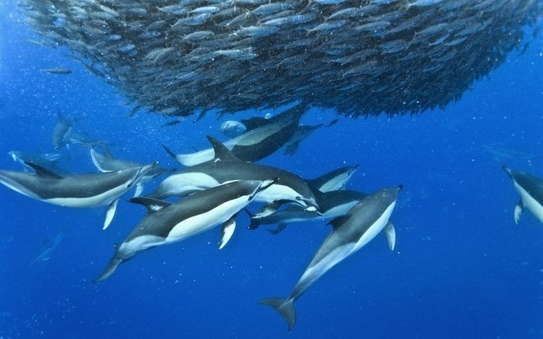 Incredible Photos of Sharks and Dolphins Preying on Mackerel 