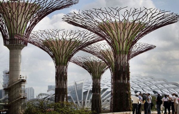 Super-Trees Of Singapore