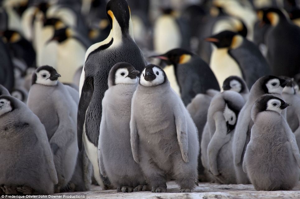 Penguin Nursery, Filmed for the First Time