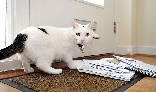 10) Belgians have tried to deliver mail using cats. It didn't work.