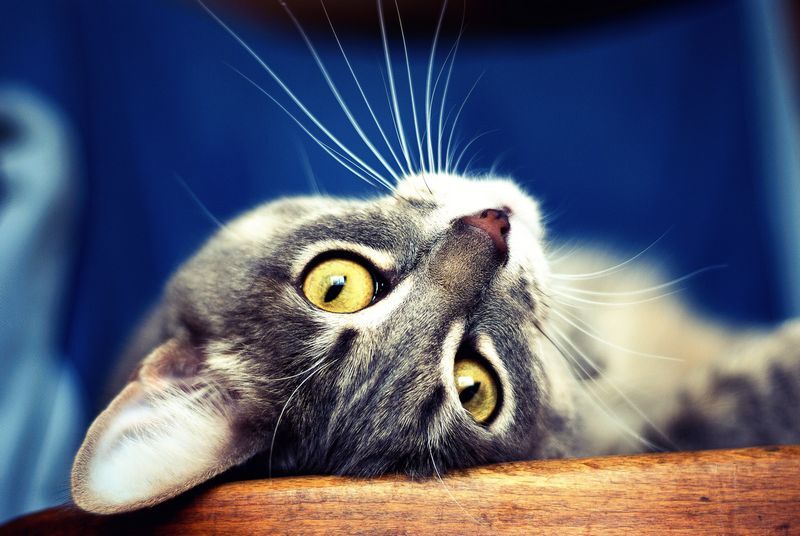 11) The average cat has 24 whiskers.