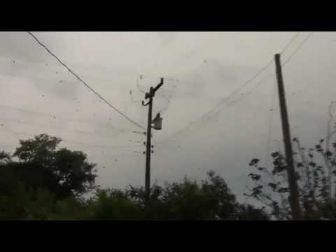 |BestVideos| It&#39;s Raining Spiders In Brazil - Santo Antonio de Plantina 