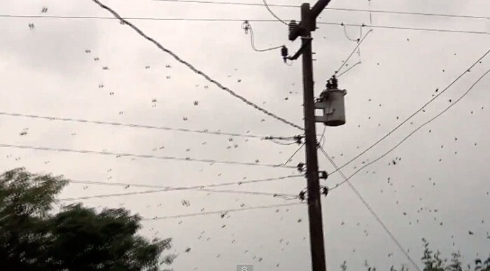 It's raining spiders in Brazil 