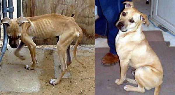 Sheltering Abandoned Animals