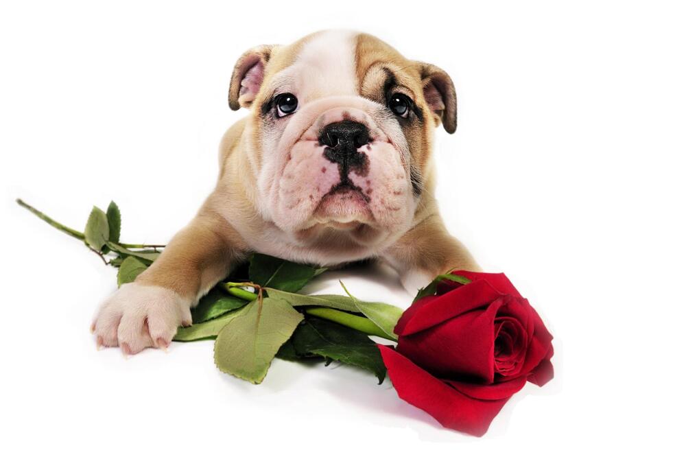 Will You Be My Valentine?:)