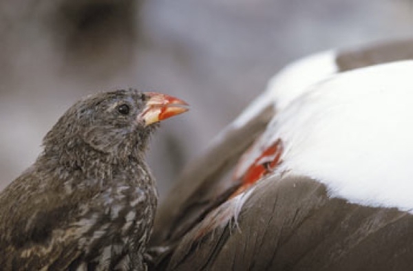 Shockingly Creepy and Bloodthirsty Birds 