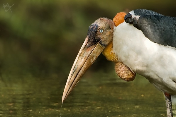 Shockingly Creepy and Bloodthirsty Birds 