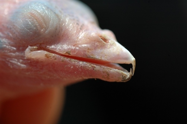 Shockingly Creepy and Bloodthirsty Birds 