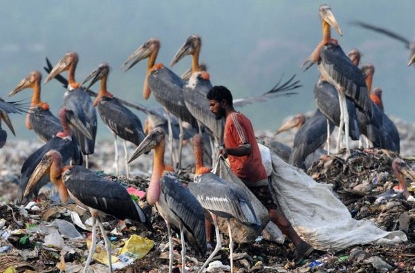 Shockingly Creepy and Bloodthirsty Birds 