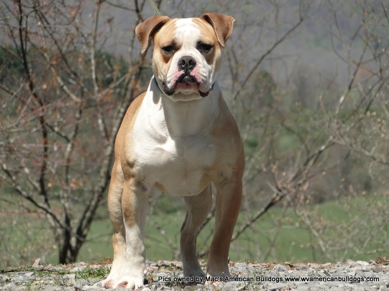 10 Top Banned Breeds!