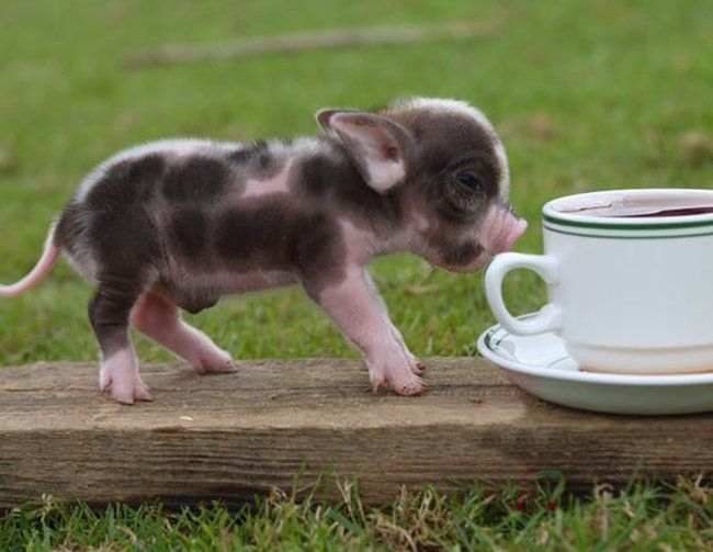 Teacup Piglet Cuteness Overload!