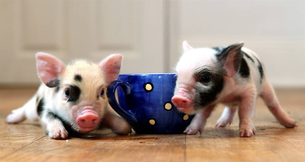 Teacup Piglet Cuteness Overload!