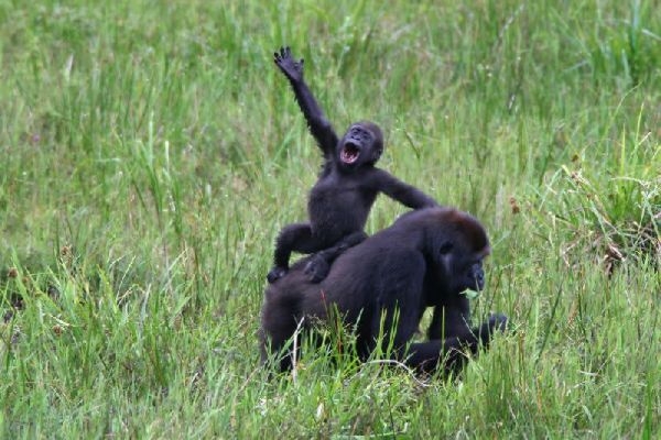 Baby Animals From Around The World