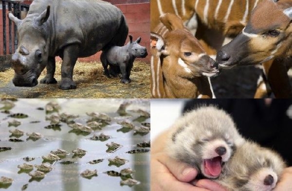 Baby Animals From Around The World