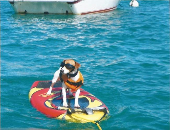 Dogs Love Extreme Water Sports Too!