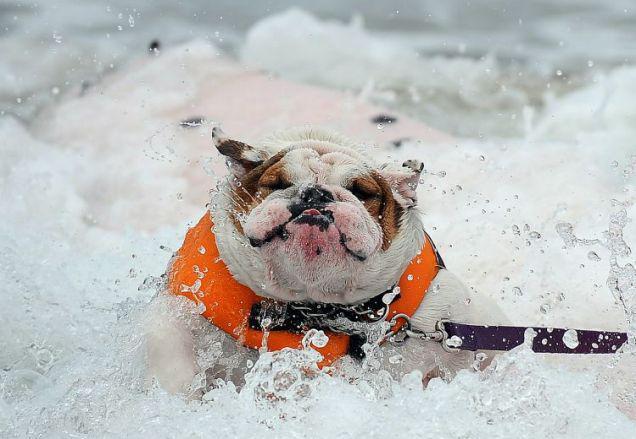 Dogs Love Extreme Water Sports Too!