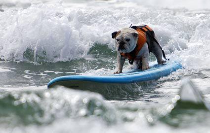 Dogs Love Extreme Water Sports Too!