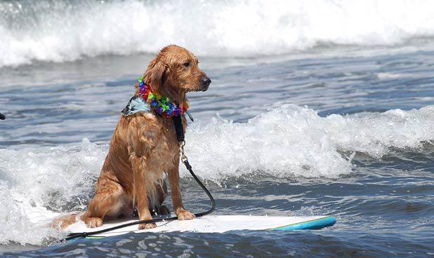 Dogs Love Extreme Water Sports Too!