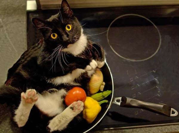 Don't Feel Like Cooking? Teach Your Pet to Make You Dinner:)
