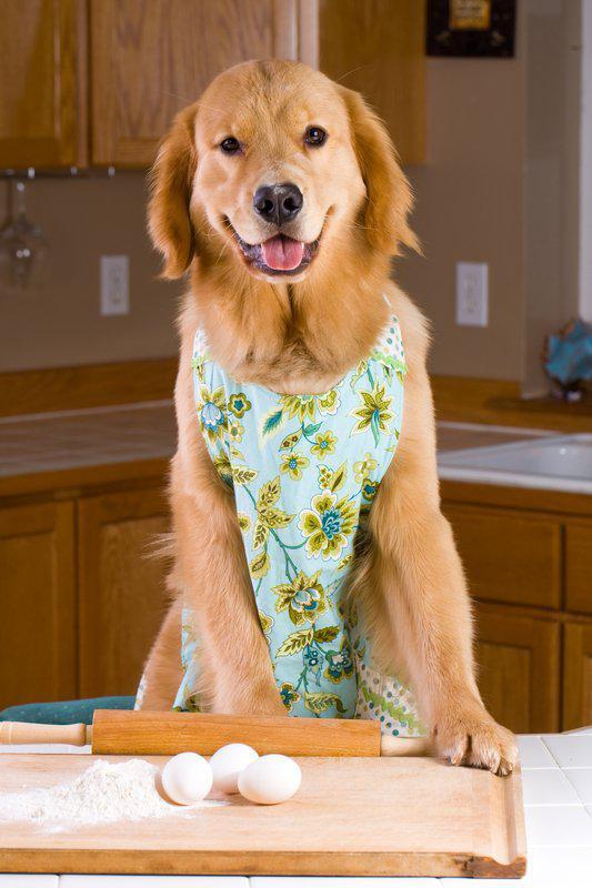 Don't Feel Like Cooking? Teach Your Pet to Make You Dinner:)