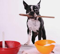 Don't Feel Like Cooking? Teach Your Pet to Make You Dinner:)