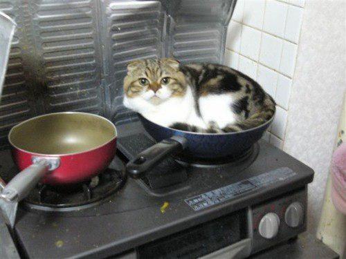 Don't Feel Like Cooking? Teach Your Pet to Make You Dinner:)