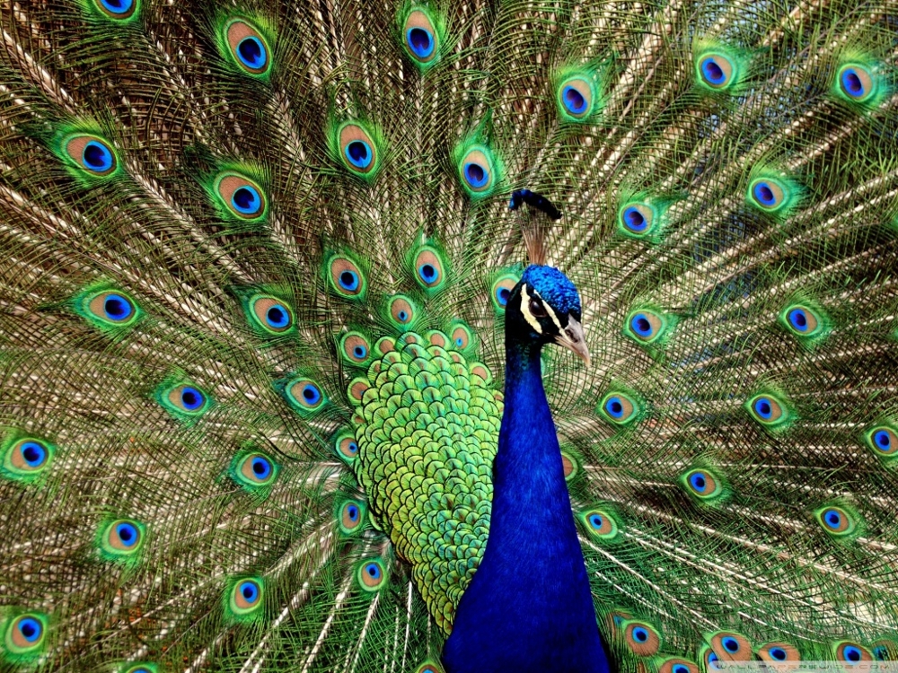 10 Most Beautiful And Unusual Looking Exotic Birds.