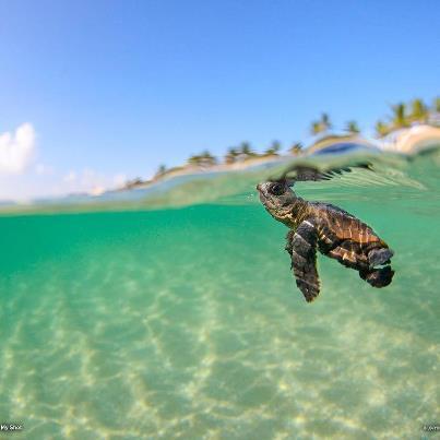 This Little Baby Loggerhead Sea Turtle Swims for Thousands Miles to Survive 