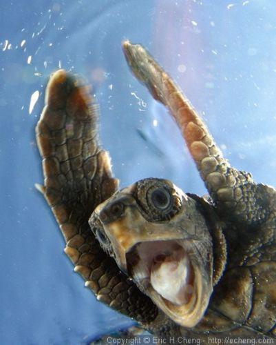 This Little Baby Loggerhead Sea Turtle Swims for Thousands Miles to Survive 