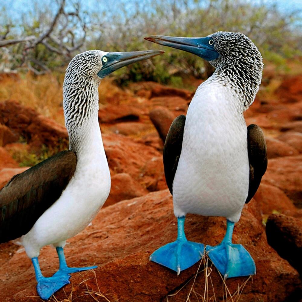 Wanna See Some BOOBIES? Here's The Blue Footed Booby:)