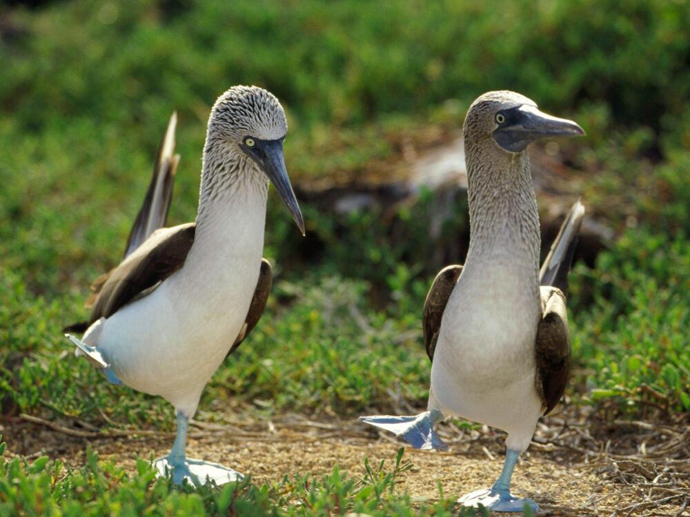 Wanna See Some BOOBIES? Here's The Blue Footed Booby:)