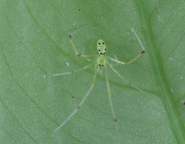 Look at This Happy Spider!