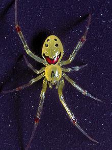 Look at This Happy Spider!
