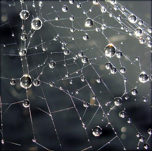 Spider Webs and Water Drops = Natures Art Installations
