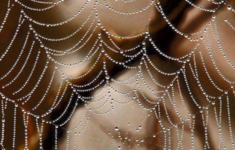 Spider Webs and Water Drops = Natures Art Installations