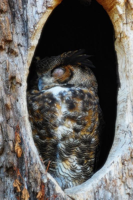 Creepy Pictures of Owls Hiding in a Tree