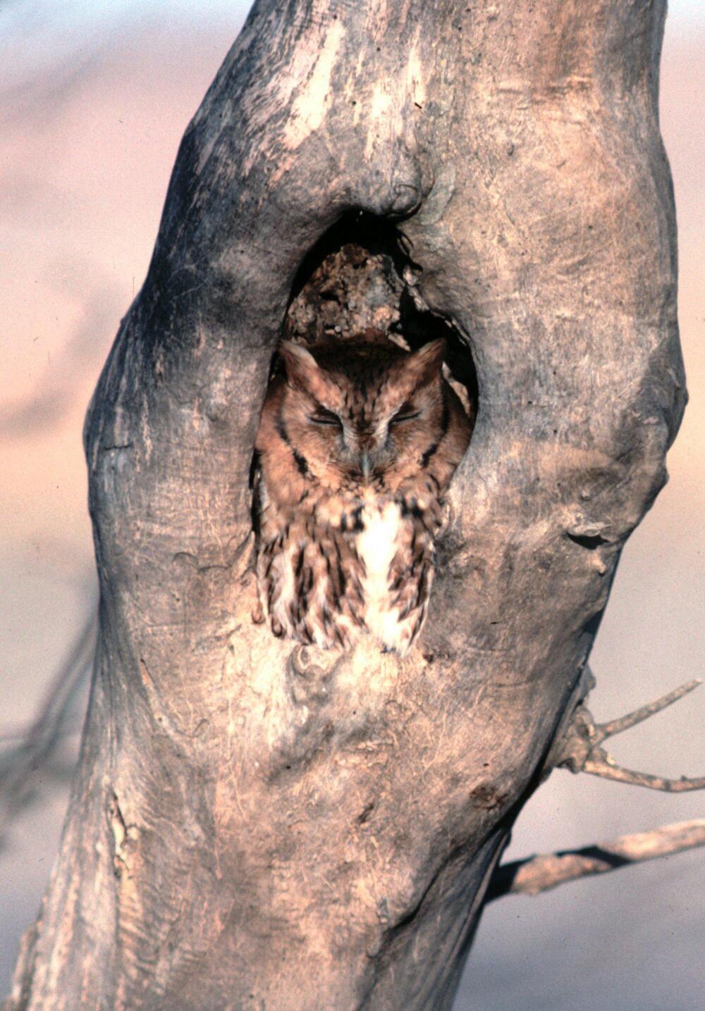 Creepy Pictures of Owls Hiding in a Tree