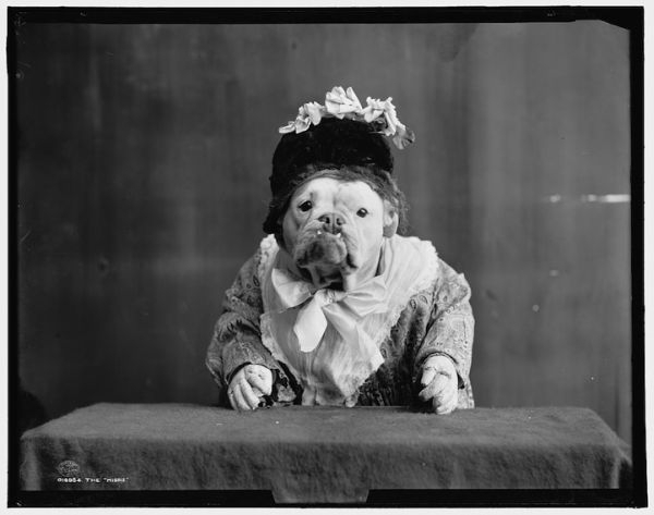 Peculiar Vintage Photos Of Dogs Dressed As Humans