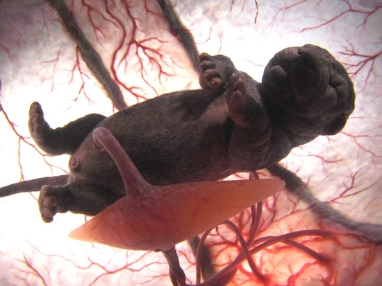 Breathtaking Photographs Of Animals Inside The Womb