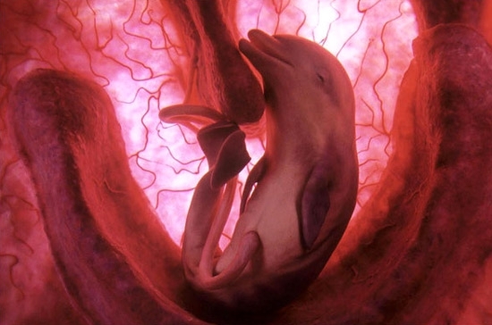 Breathtaking Photographs Of Animals Inside The Womb