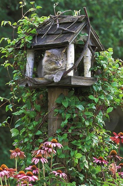 Cats and Bird Feeders