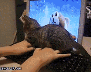 Cats: The Most important part of the internet. 